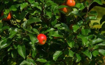 Fruit Trees