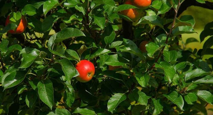 Fruit Trees