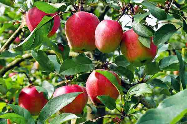 Fruit Trees